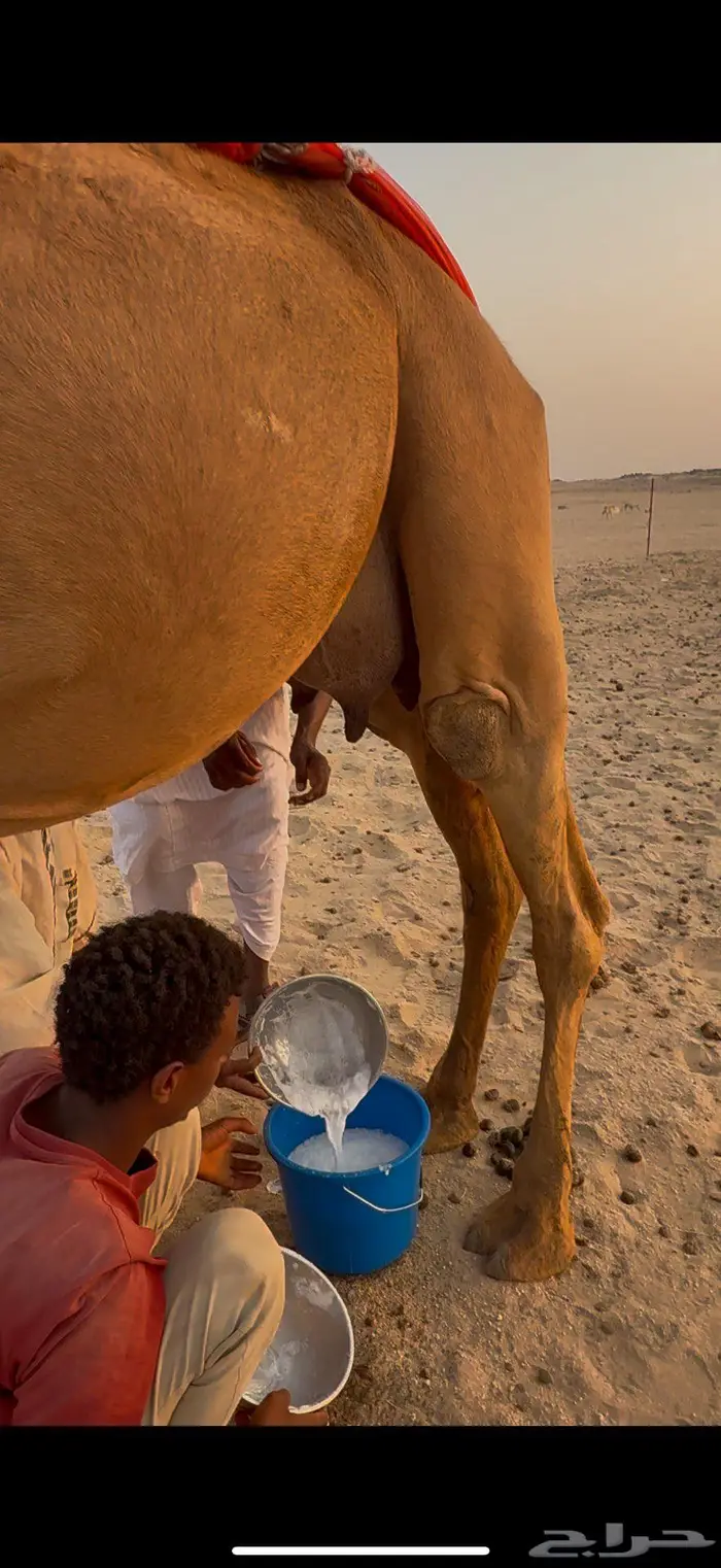 خلفه مصغر حليب وافر 6