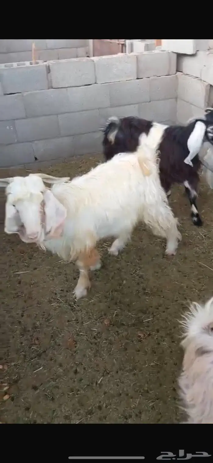 تيوس عوارض للبيع 1