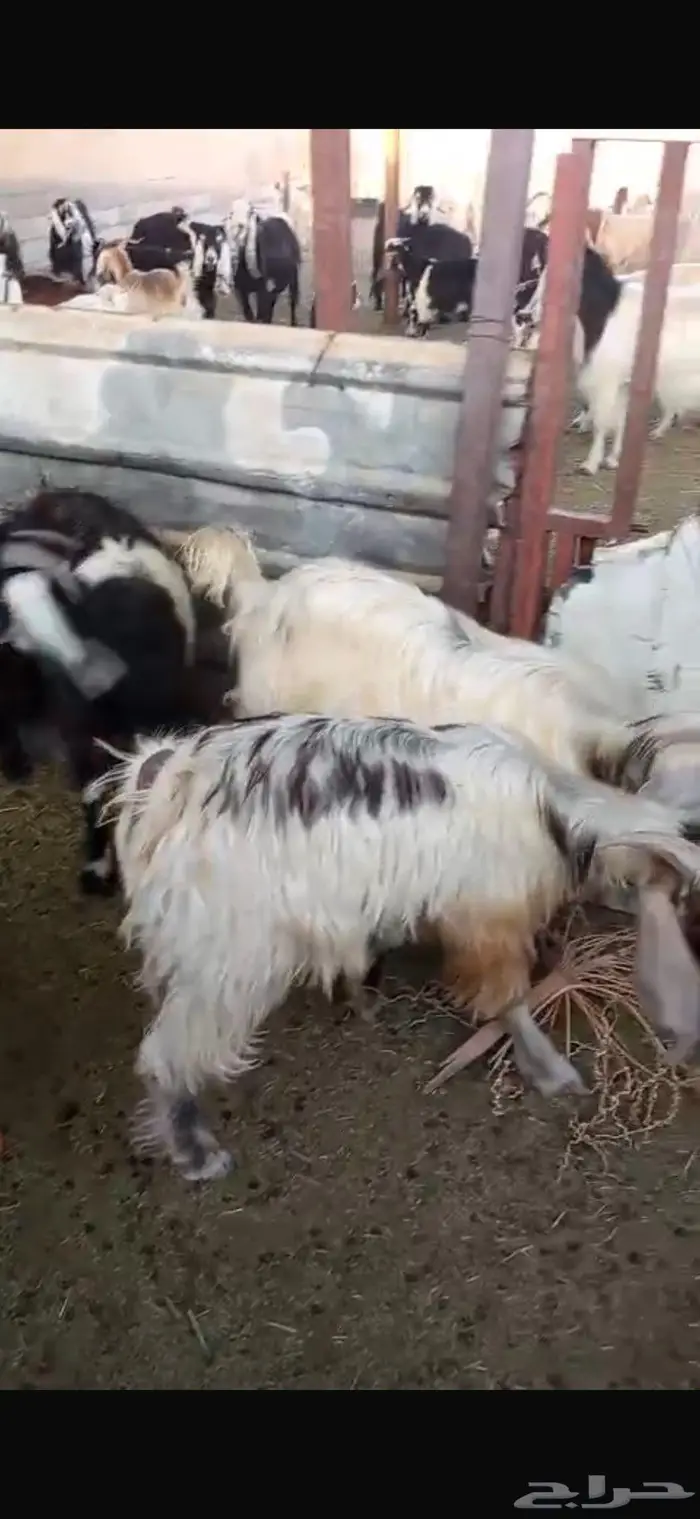 تيوس عوارض للبيع 0