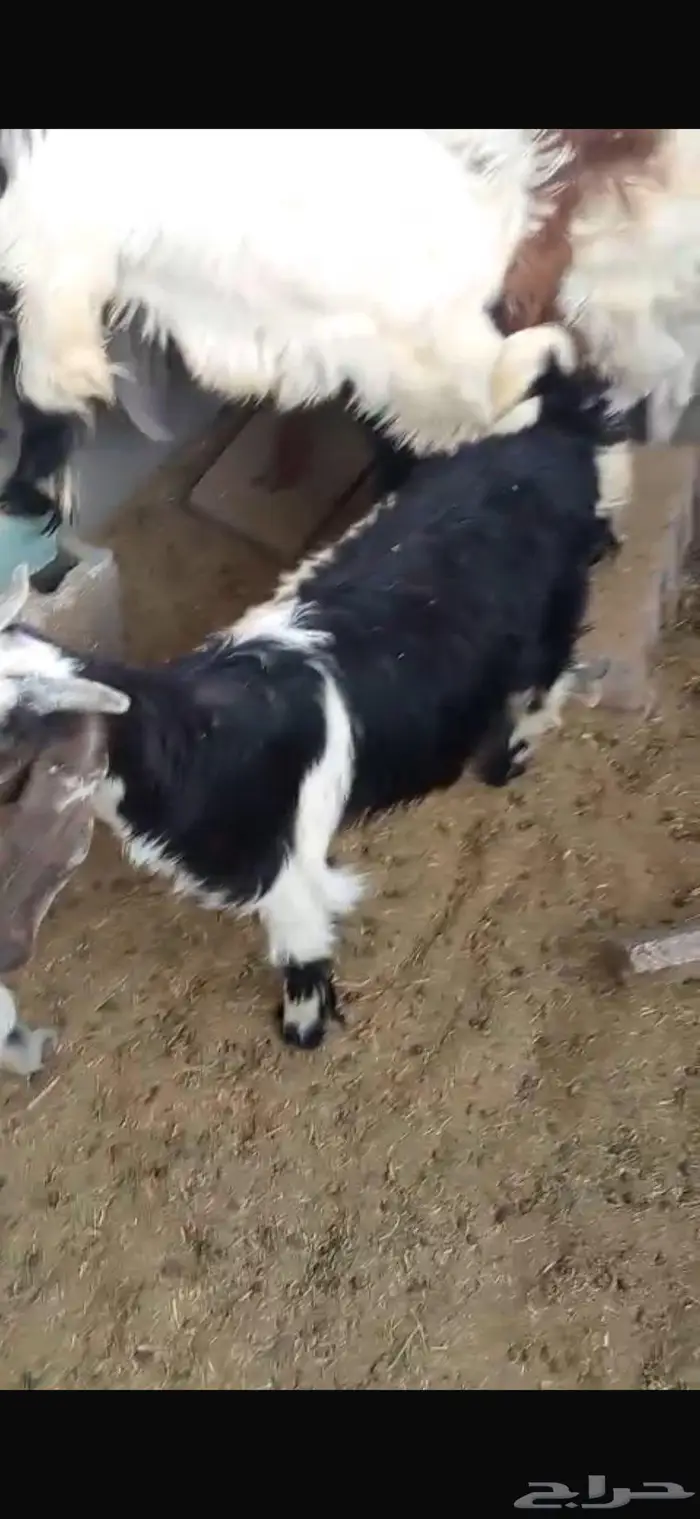 تيوس عوارض للبيع 3