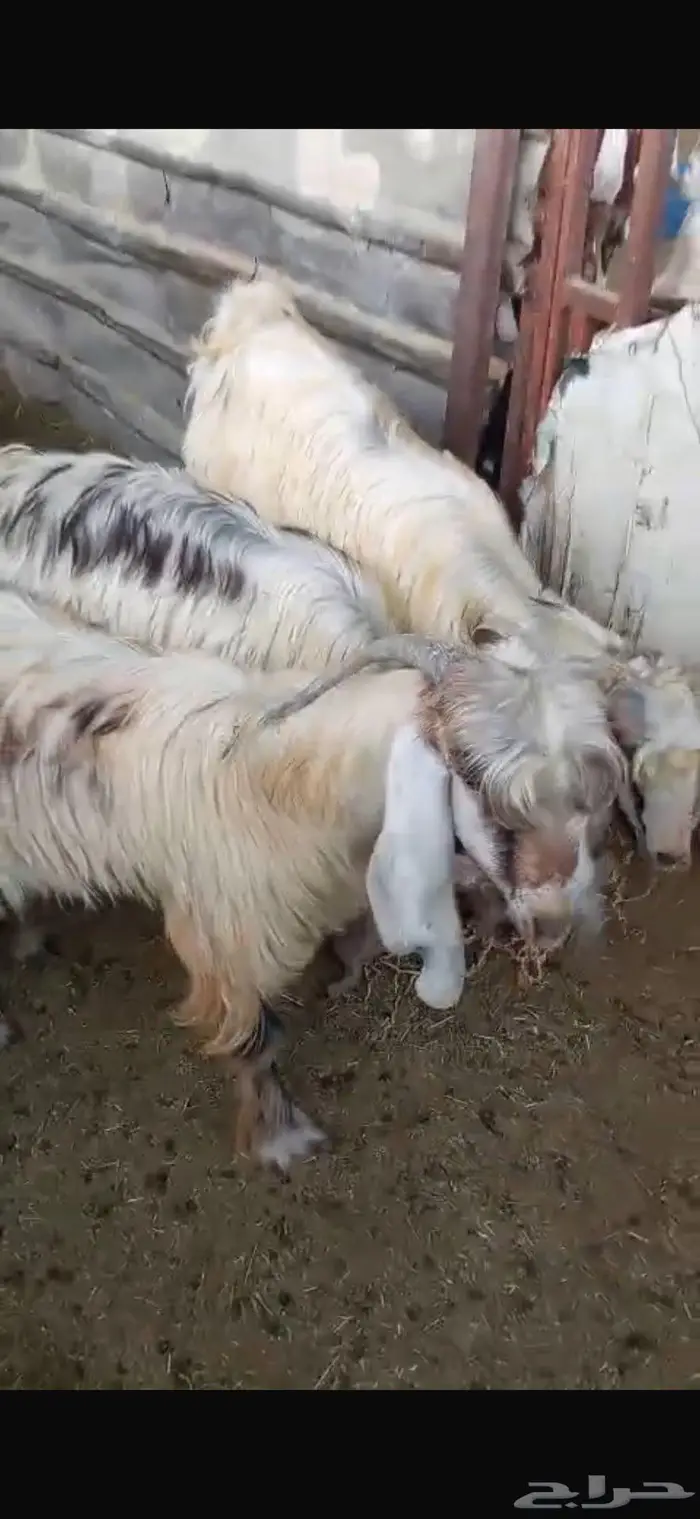 تيوس عوارض للبيع 2