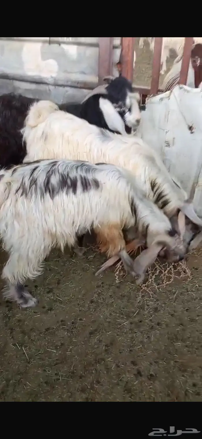 تيوس عوارض للبيع 4