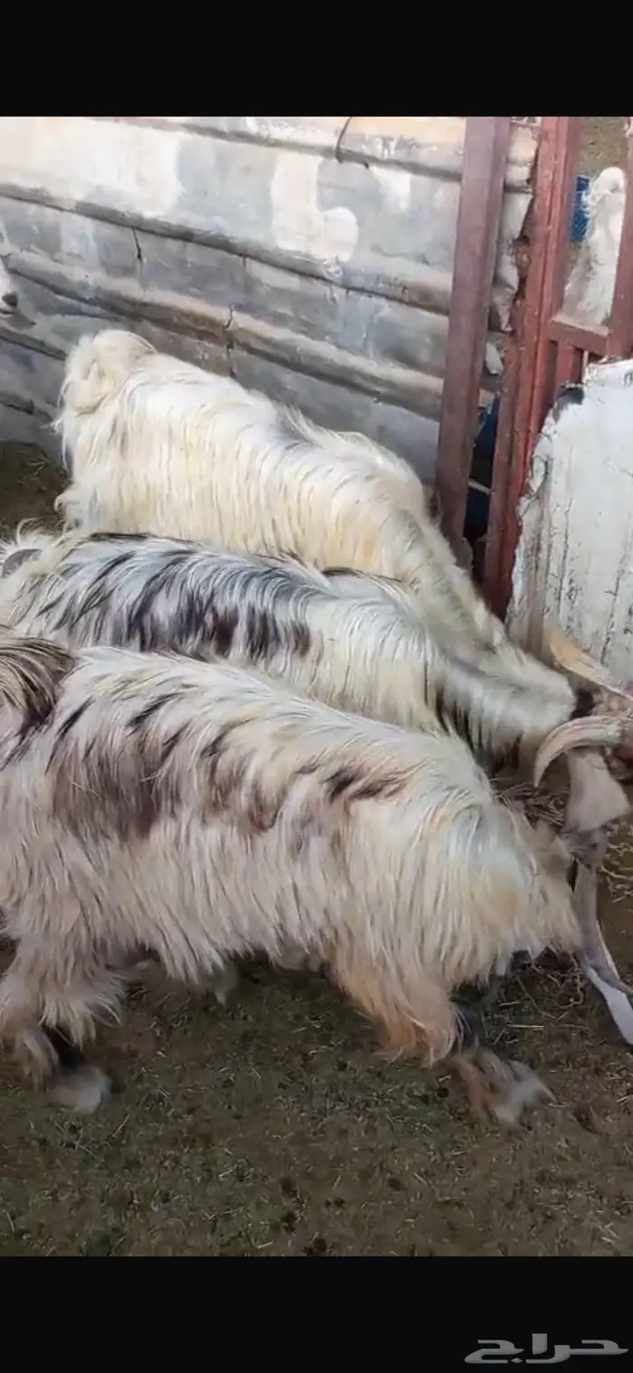 تيوس عوارض للبيع 5