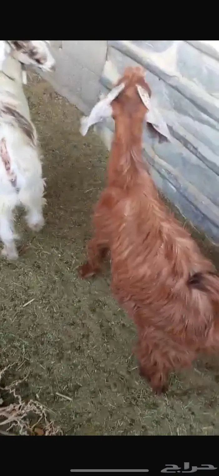 تيوس عوارض للبيع 6