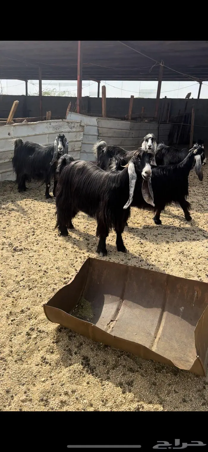 معزا عوارض جروم( تم البيع ) 3