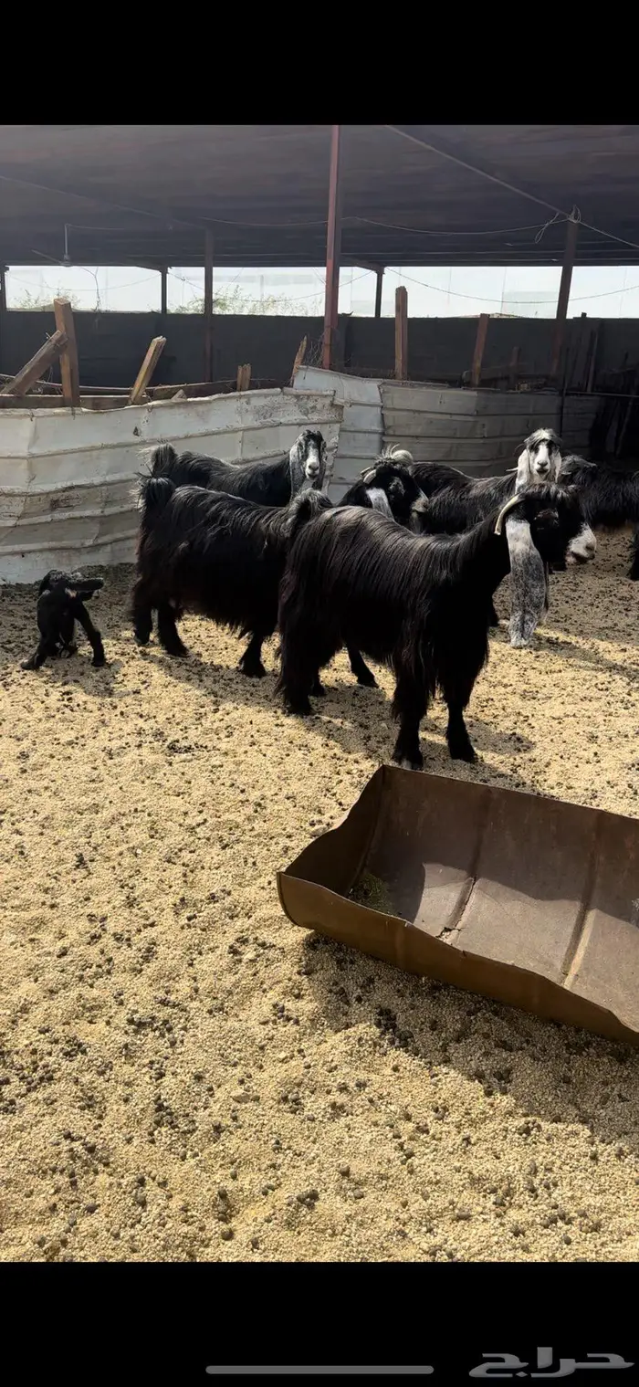 معزا عوارض جروم( تم البيع ) 0