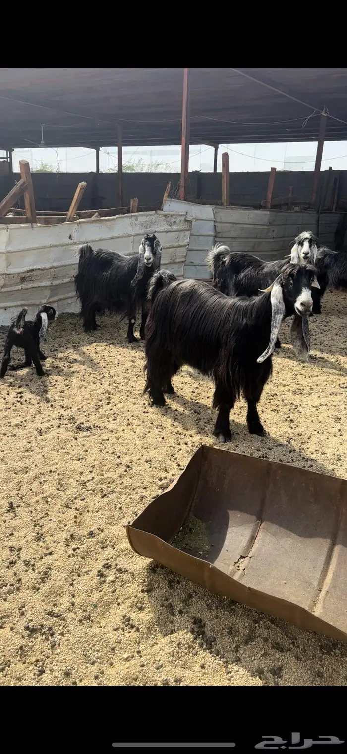 معزا عوارض جروم( تم البيع ) 2