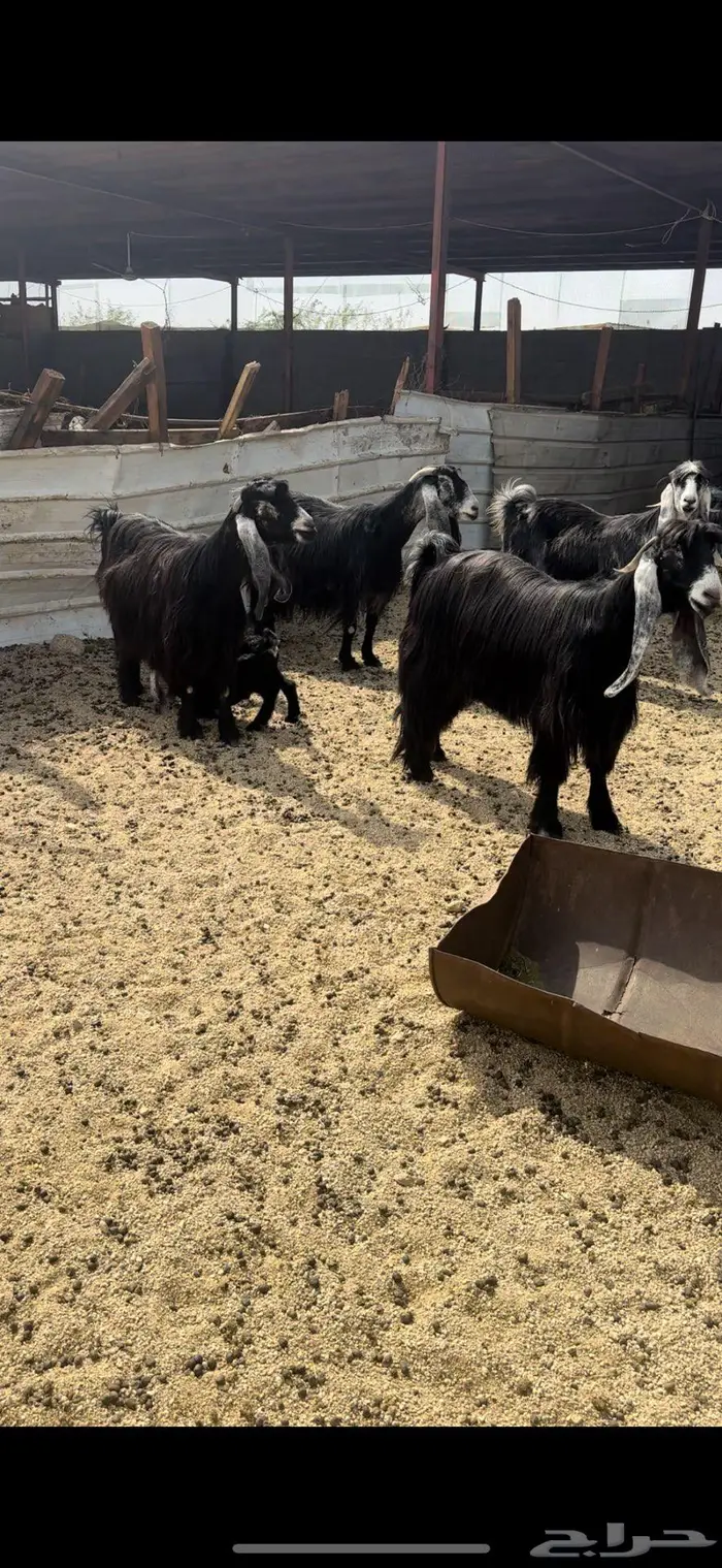 معزا عوارض جروم( تم البيع ) 4