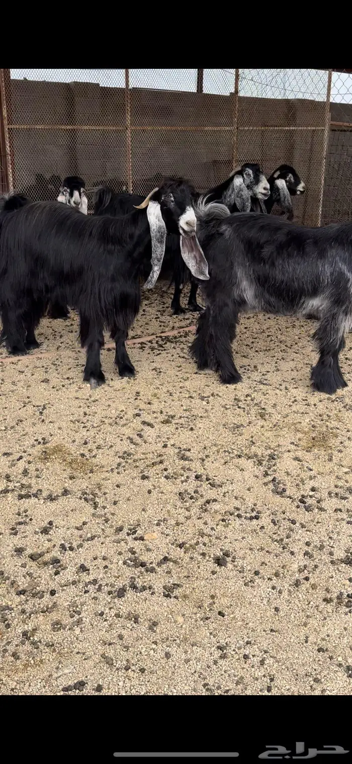 معزا عوارض جروم( تم البيع ) 5