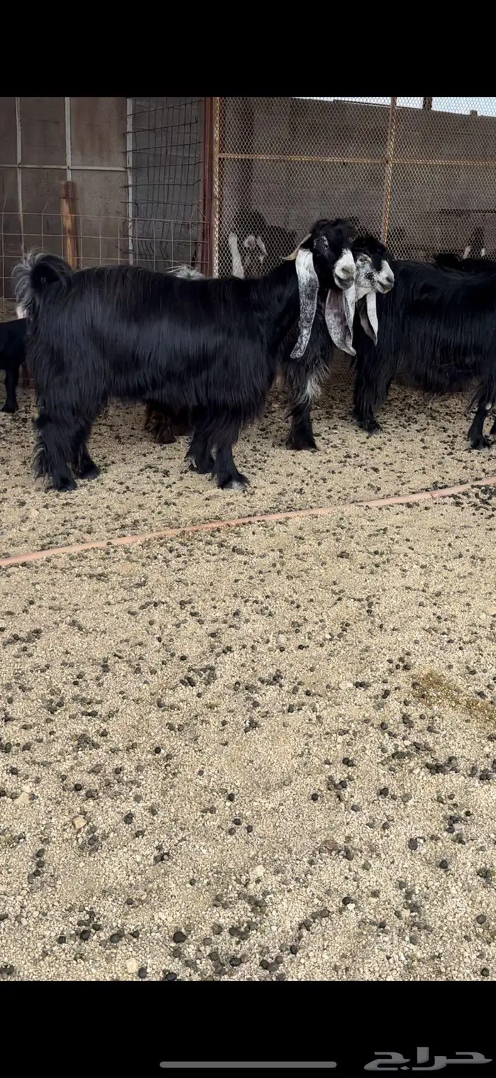 معزا عوارض جروم( تم البيع ) 6