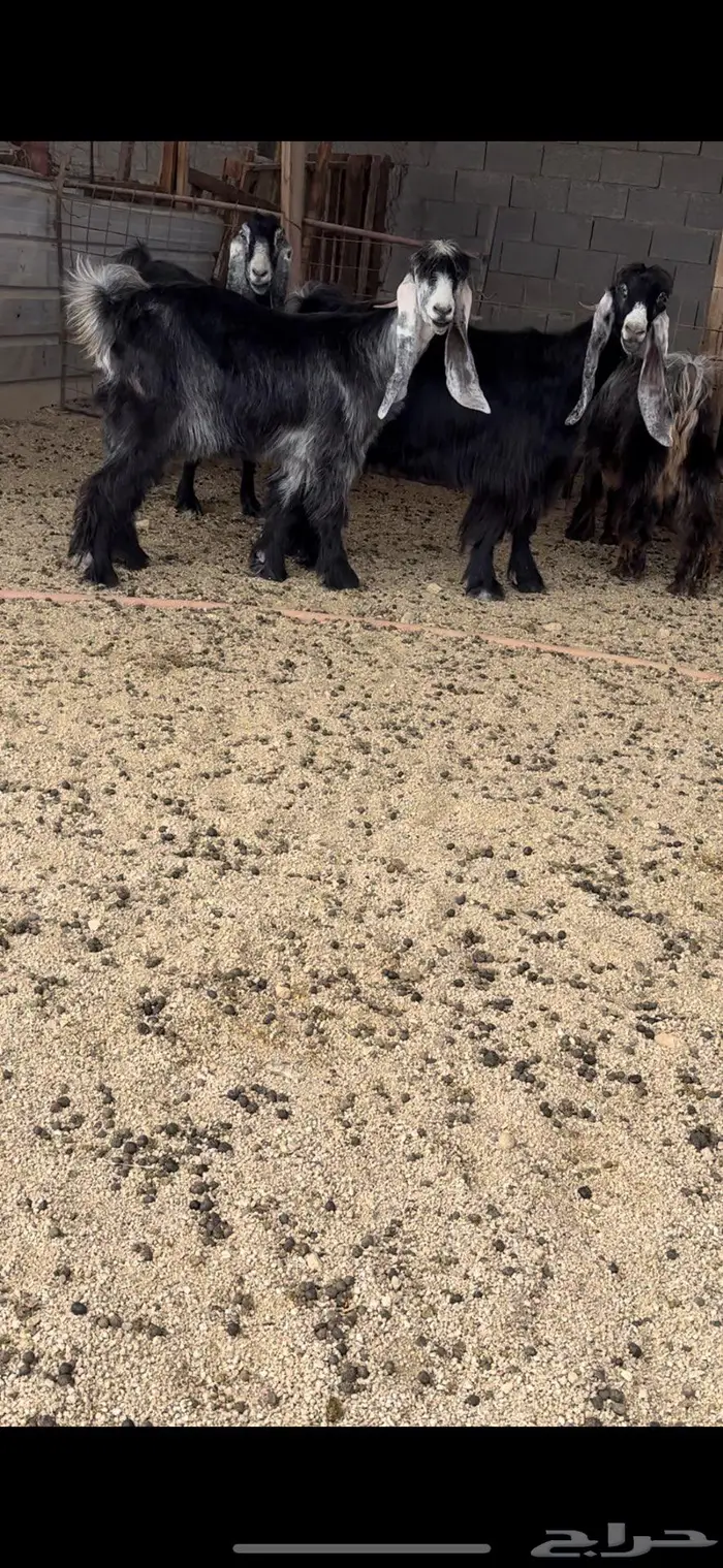 معزا عوارض جروم( تم البيع ) 9