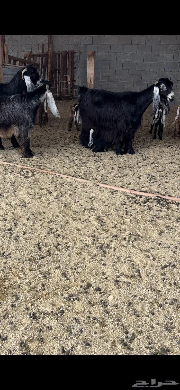 معزا عوارض جروم( تم البيع ) 10