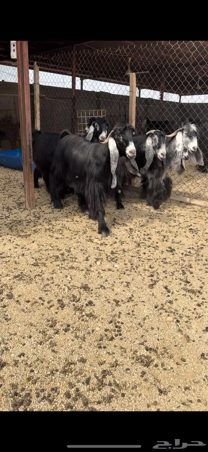 معزا عوارض جروم( تم البيع ) 14