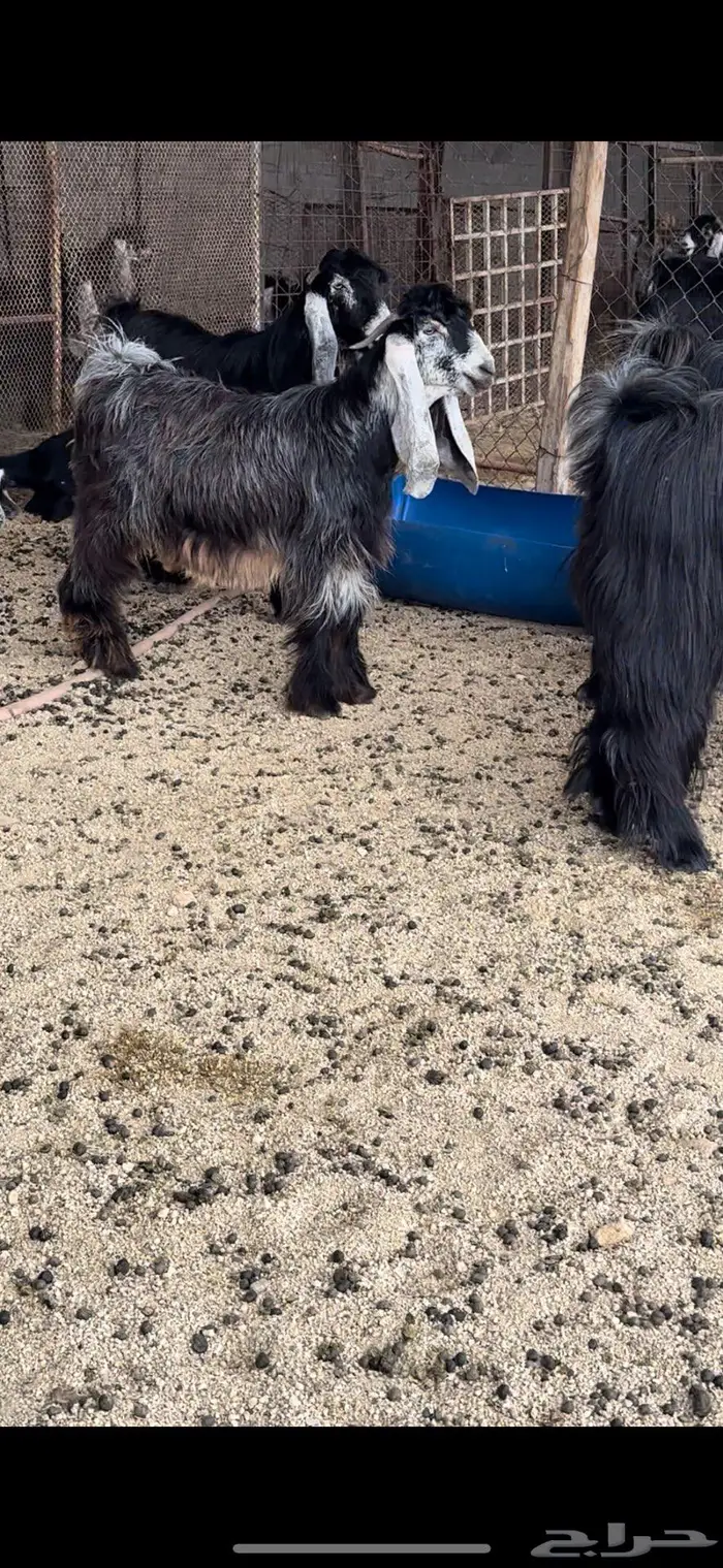 معزا عوارض جروم( تم البيع ) 15