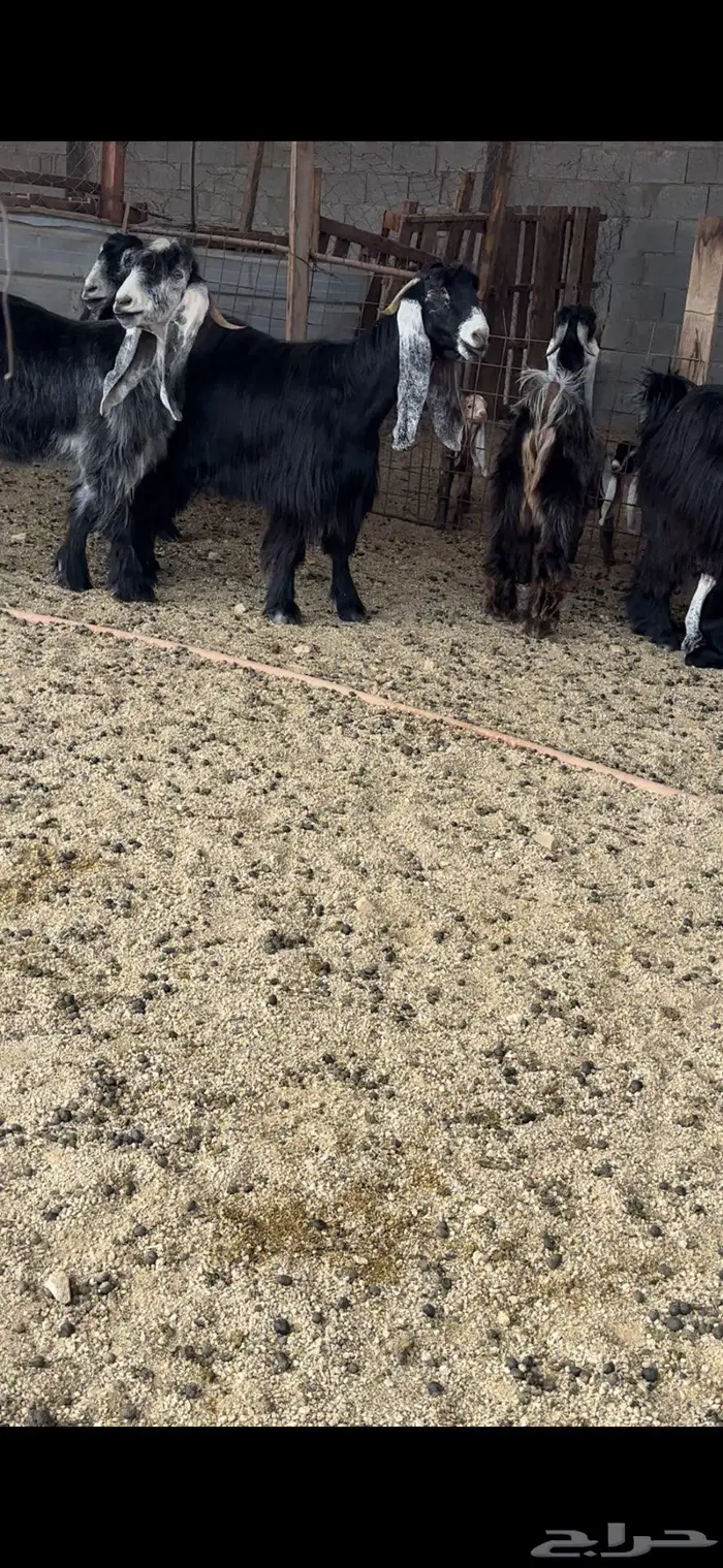 معزا عوارض جروم( تم البيع ) 16