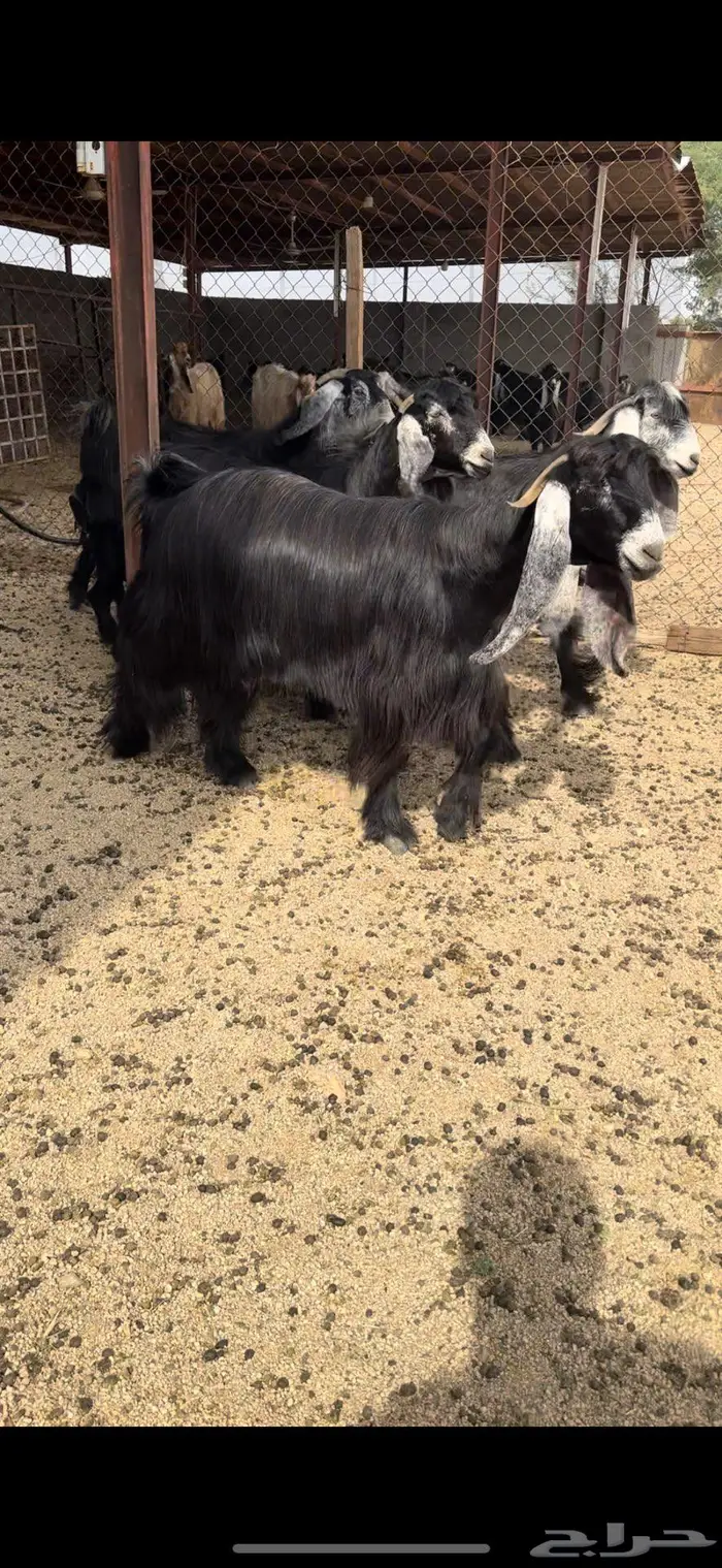 معزا عوارض جروم( تم البيع ) 8