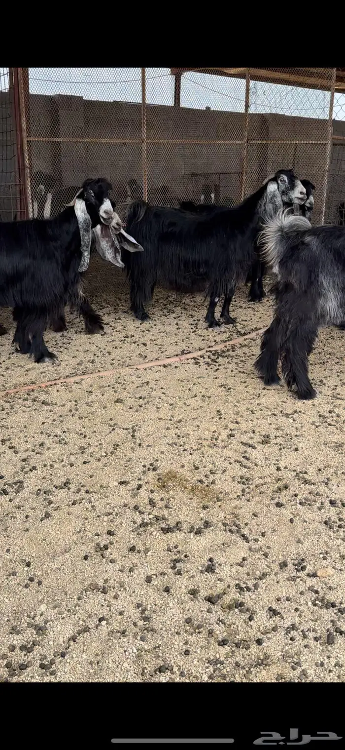 معزا عوارض جروم( تم البيع ) 7