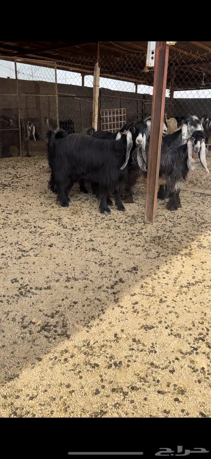 معزا عوارض جروم( تم البيع ) 13