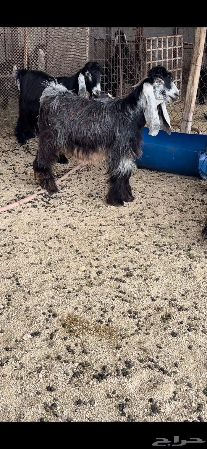 معزا عوارض جروم( تم البيع ) 18