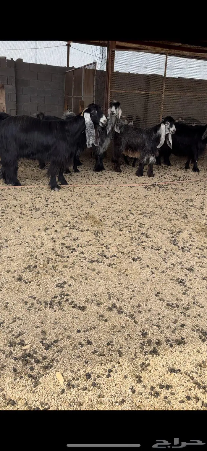 معزا عوارض جروم( تم البيع ) 11