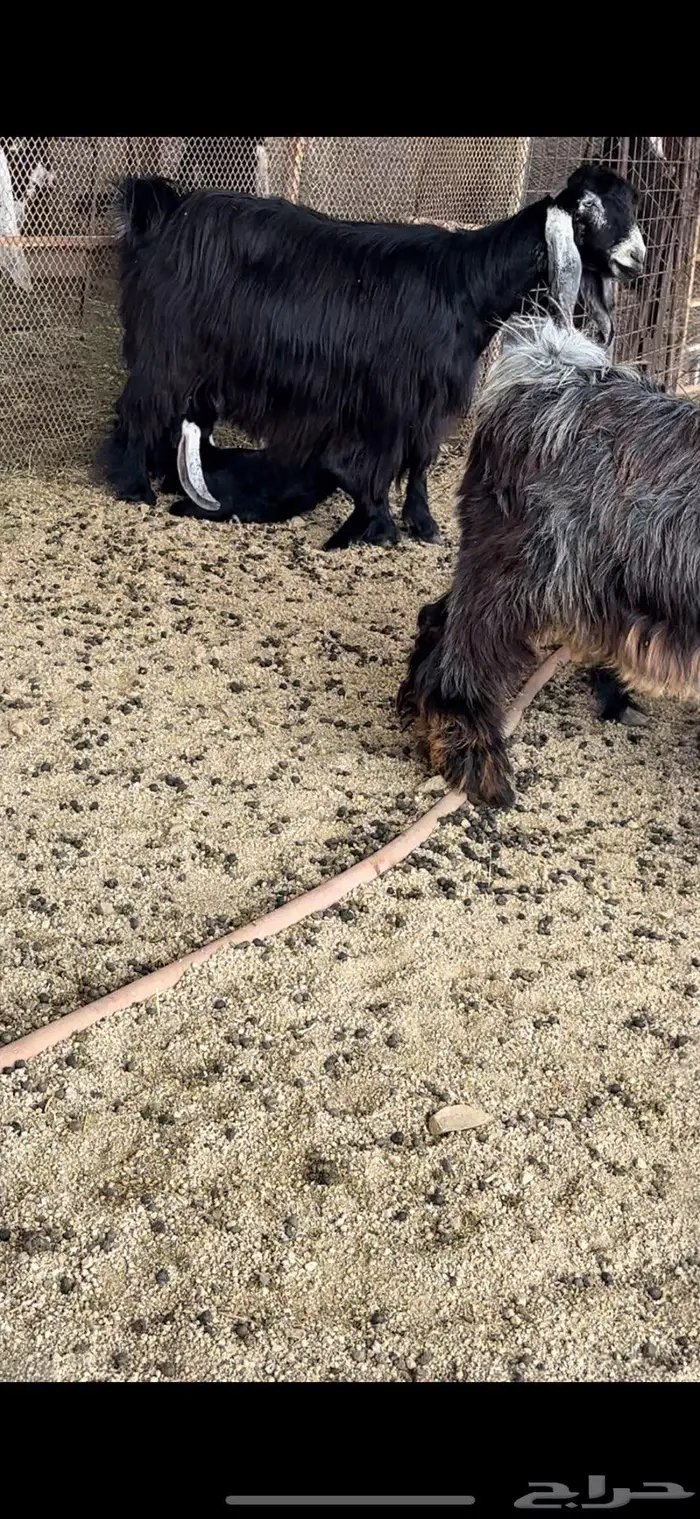 معزا عوارض جروم( تم البيع ) 17