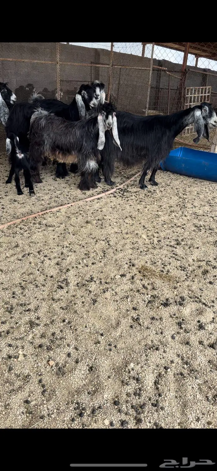 معزا عوارض جروم( تم البيع ) 12