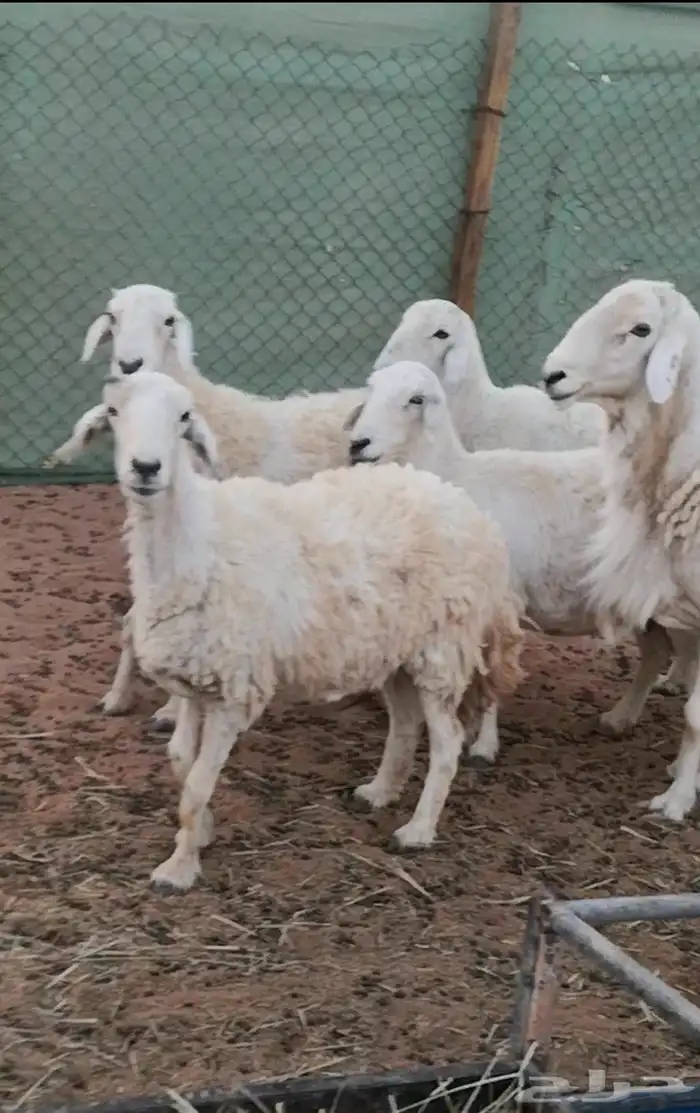 شياه حرية مع فحلها 2