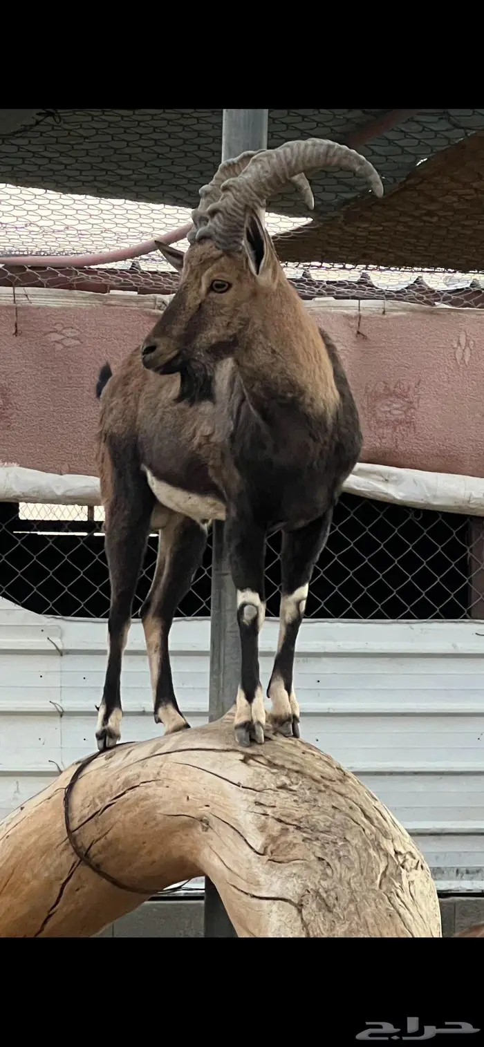 تيس هجين ولد وعل لون الصيد 1