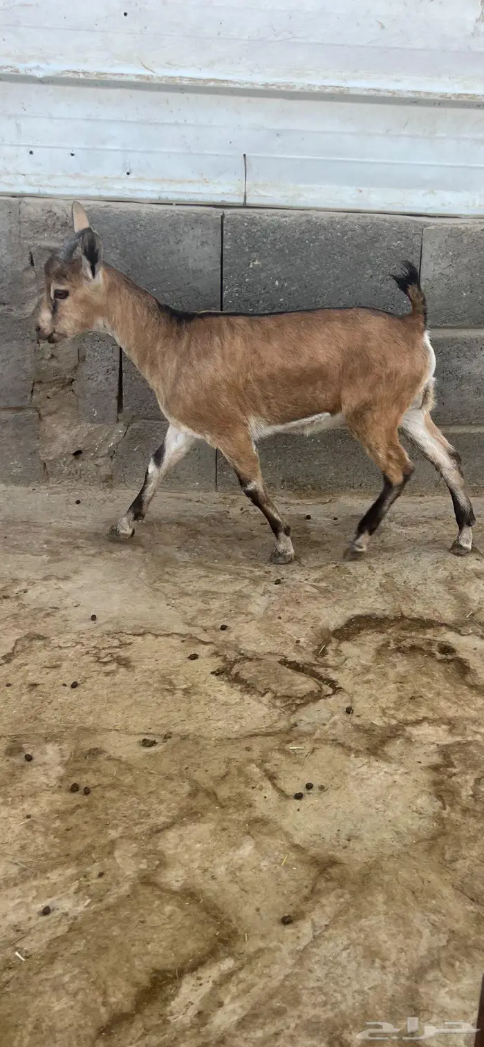 تيس هجين ولد وعل لون الصيد 0