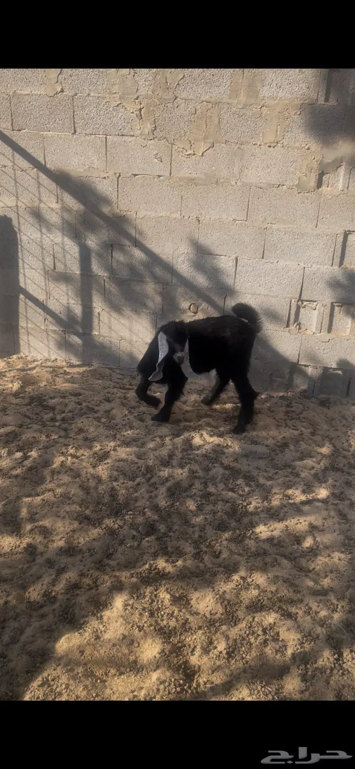 للبيع تيس في صلاصل حوال ثلاث شهور ينقص او يزيد عليه 1