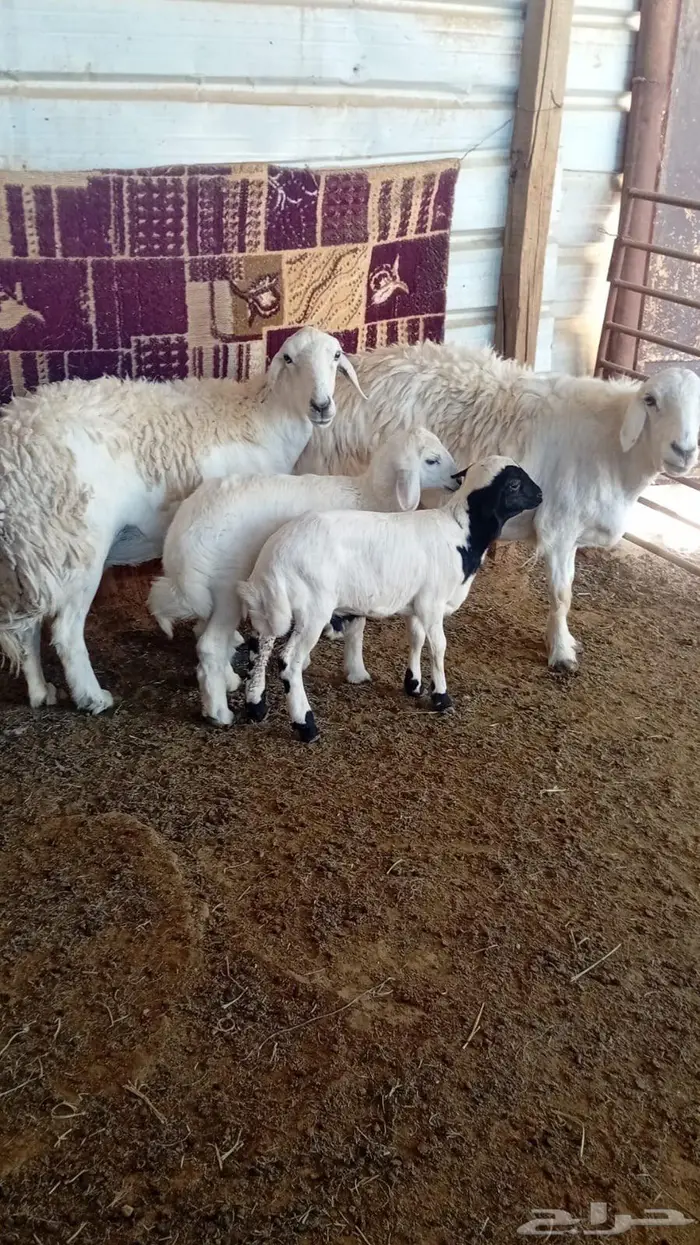 شياه متابيع 0