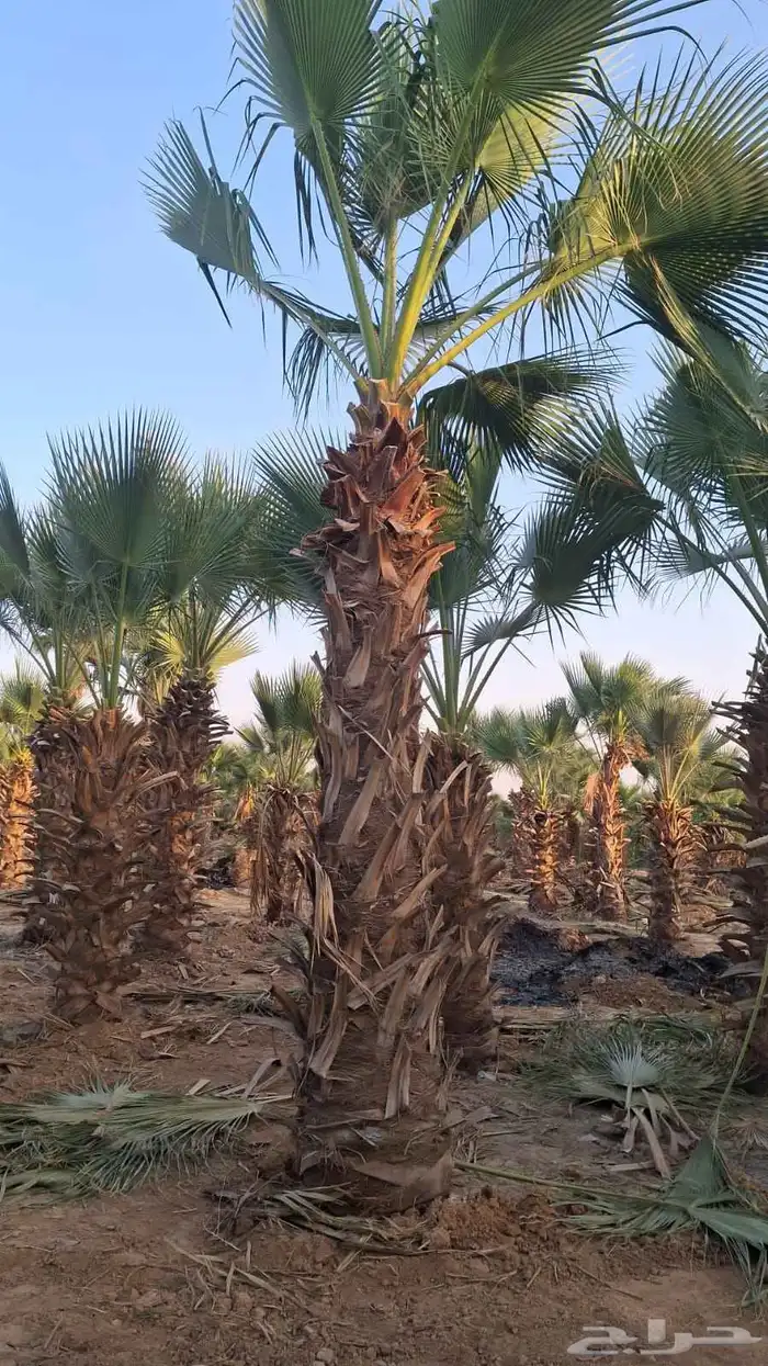 نحل وشنطني جميع المقاسات وتنسيق الحدايق وقص الشجار وتكريب ان 6