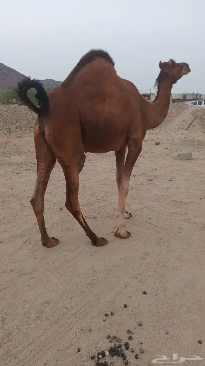 ناقه ساحليه فرديه تم البيع 0