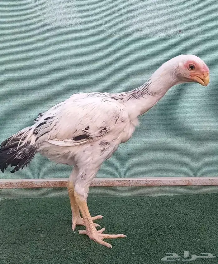 فرخ ديك فارسي للبيع 0