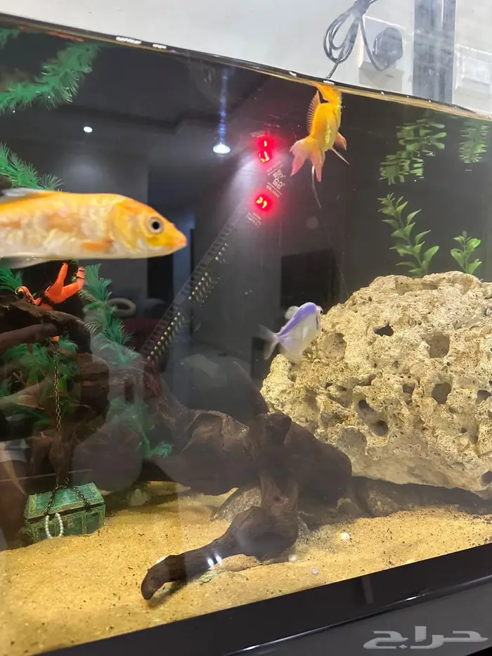 للبيع عدد (9) اسماك (بحاله ممتازه ) سمك فقط وليس الحوض 2