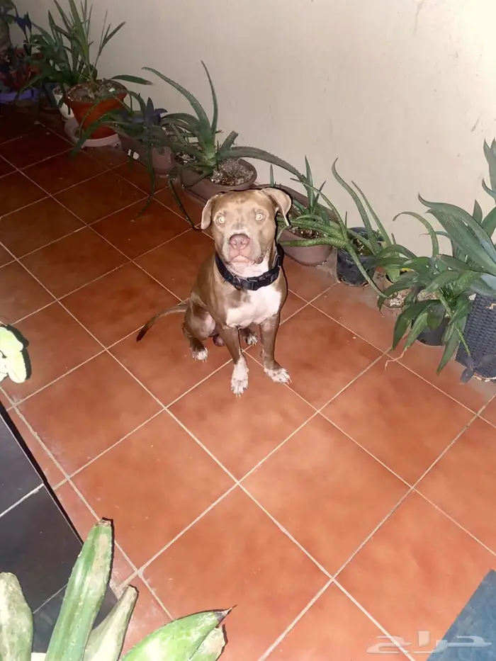 Pitbull red nose for sale 2