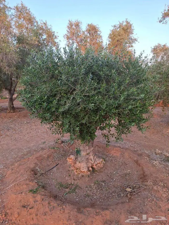 زيتون معمر مناظر خياليه 0