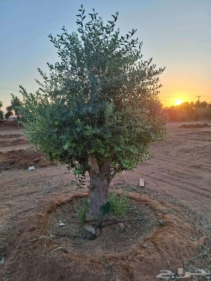 زيتون معمر مناظر خياليه 1
