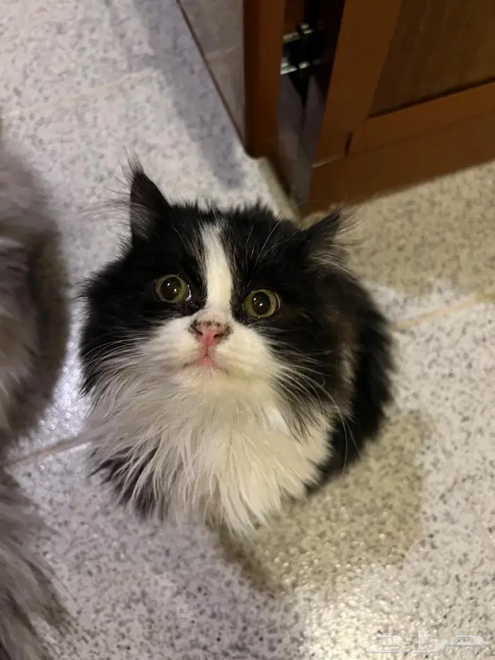 تم التبني قطة شيرازيه كيتن 1