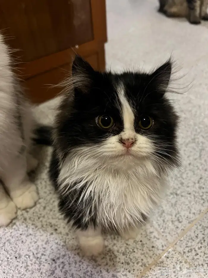 تم التبني قطة شيرازيه كيتن 0