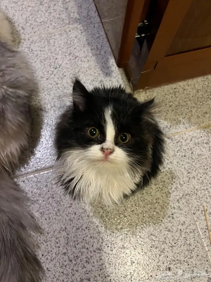 تم التبني قطة شيرازيه كيتن 2