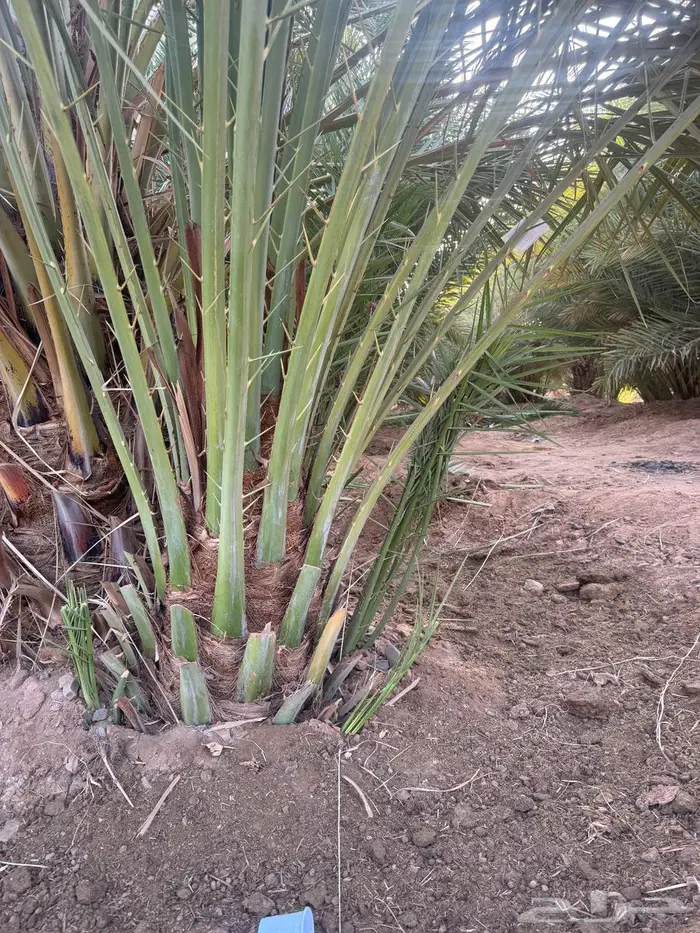 نخل من القصيم 6