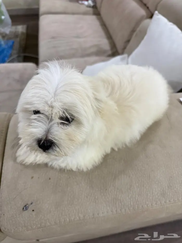 جرو انثي عمر شهرين 1