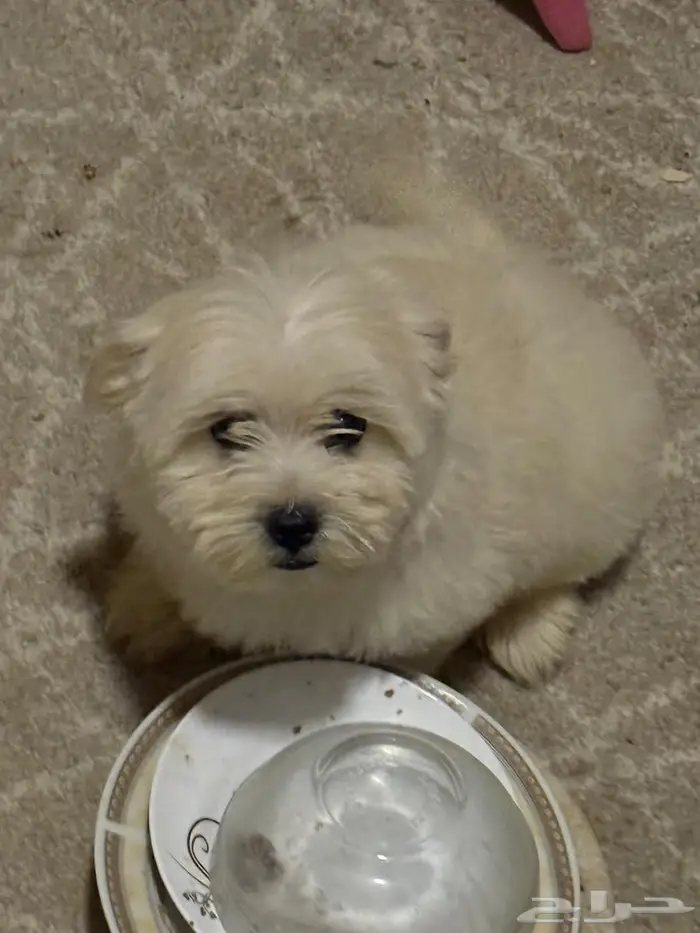 جرو انثي عمر شهرين 0