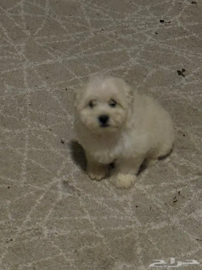 جرو انثي عمر شهرين 3