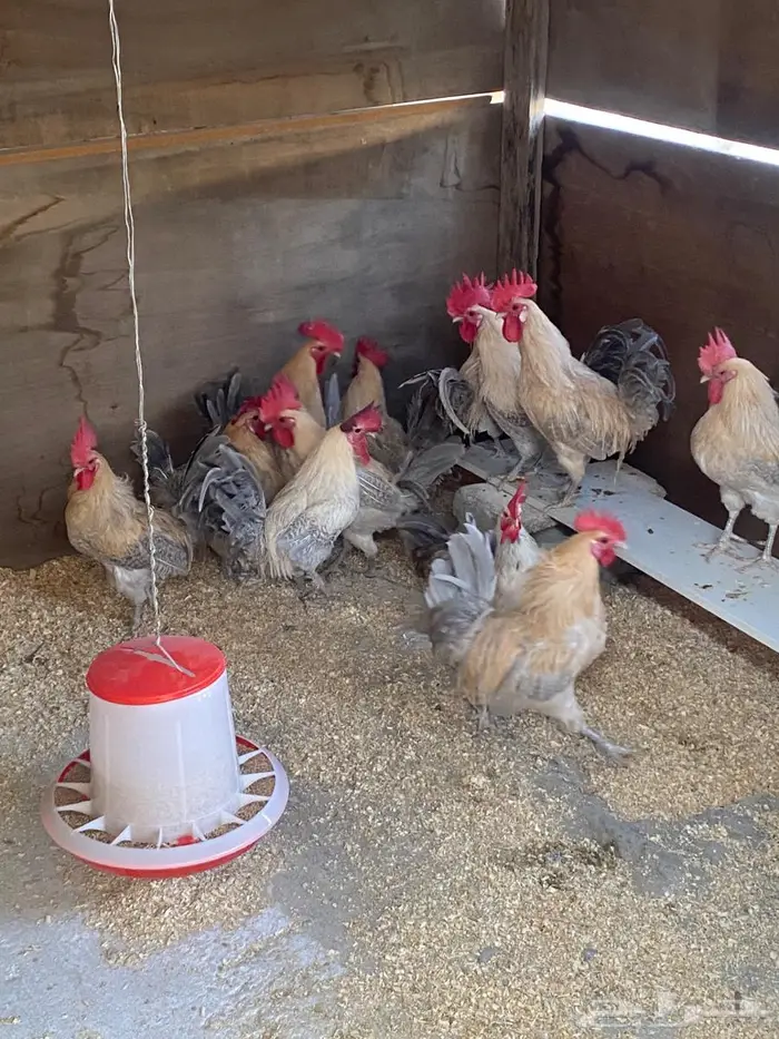 جده حي الحرازات 0