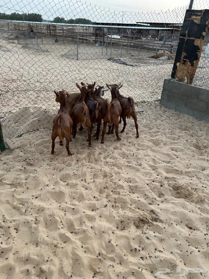 7 تيوس مغلقه جمله وتفريد((( تم البيع ))) 0