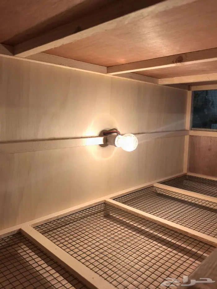 حظانة صوص إنتاج دواجن 4