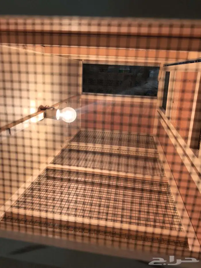 حظانة صوص إنتاج دواجن 7