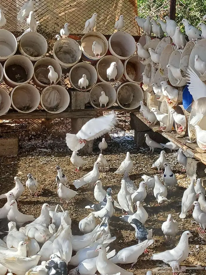 حمام فرنسي 0